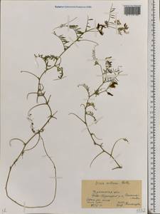 Vicia villosa Roth, Eastern Europe, South Ukrainian region (E12) (Ukraine)