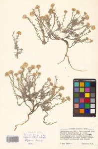 Alyssum lenense Adams, Eastern Europe, Lower Volga region (E9) (Russia)