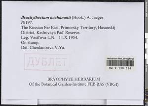 Brachythecium buchananii (Hook.) A. Jaeger, Bryophytes, Bryophytes - Russian Far East (excl. Chukotka & Kamchatka) (B20) (Russia)