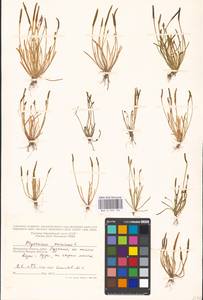 Myosurus minimus L., Eastern Europe, Moscow region (E4a) (Russia)