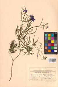 Delphinium grandiflorum L., Siberia, Russian Far East (S6) (Russia)