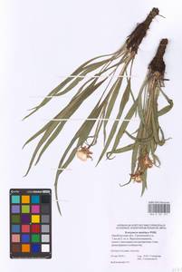 Takhtajaniantha austriaca (Willd.) Zaika, Sukhor. & N. Kilian, Eastern Europe, Eastern region (E10) (Russia)