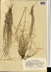 Stipa caucasica Schmalh., South Asia, South Asia (Asia outside ex-Soviet states and Mongolia) (ASIA) (Afghanistan)