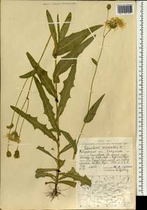 Sonchus arvensis L., Mongolia (MONG) (Mongolia)