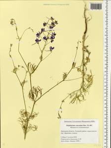 Delphinium cuneatum Stev. ex DC., Eastern Europe, Central forest-and-steppe region (E6) (Russia)