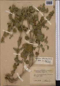 Marrubium anisodon K.Koch, Middle Asia, Western Tian Shan & Karatau (M3) (Uzbekistan)
