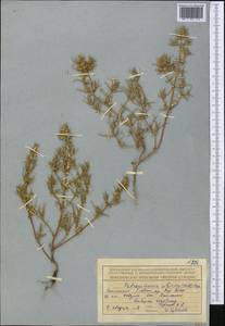 Petrosimonia sibirica (C. A. Mey.) Bunge, Middle Asia, Northern & Central Tian Shan (M4) (Kazakhstan)