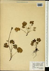 Aconitum tanguticum (Maxim.) Stapf, Siberia, Baikal & Transbaikal region (S4) (Russia)