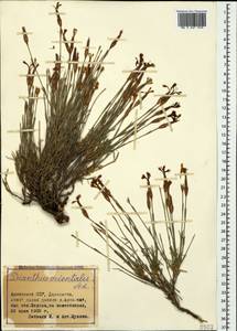 Dianthus orientalis, Caucasus, Armenia (K5) (Armenia)