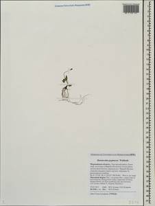 Ranunculus pygmaeus Wahlenb., Eastern Europe, Northern region (E1) (Russia)