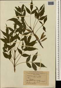 Fraxinus angustifolia subsp. syriaca (Boiss.) Yalt., Crimea (KRYM) (Russia)
