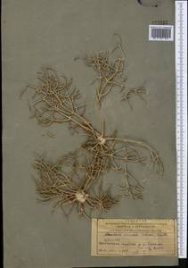 Anabasis eriopoda (C. A. Mey.) Benth. ex Volkens, Middle Asia, Muyunkumy, Balkhash & Betpak-Dala (M9) (Kazakhstan)