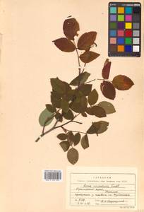 Rosa acicularis Lindl., Siberia, Russian Far East (S6) (Russia)