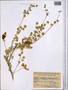 Colutea paulsenii, Middle Asia, Pamir & Pamiro-Alai (M2) (Uzbekistan)