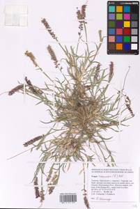Tragus racemosus (L.) All., Eastern Europe, South Ukrainian region (E12) (Ukraine)