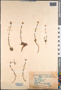 Noccaea thlaspidioides (Pall.) F.K.Mey., Siberia, Baikal & Transbaikal region (S4) (Russia)