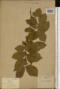 Ulmus glabra Huds., Eastern Europe, North Ukrainian region (E11) (Ukraine)
