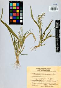 Panicum miliaceum L., Siberia, Baikal & Transbaikal region (S4) (Russia)