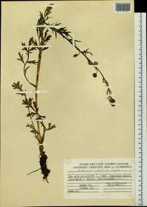 Artemisia norvegica subsp. saxatilis (Besser) H. M. Hall & Clem., Siberia, Chukotka & Kamchatka (S7) (Russia)