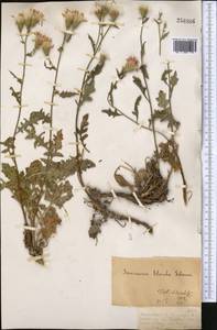 Saussurea blanda Schrenk, Middle Asia, Dzungarian Alatau & Tarbagatai (M5) (Kazakhstan)