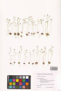 Draba verna L., Eastern Europe, Central region (E4) (Russia)