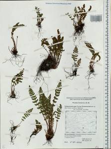 Woodsia ilvensis (L.) R. Br., Siberia, Russian Far East (S6) (Russia)