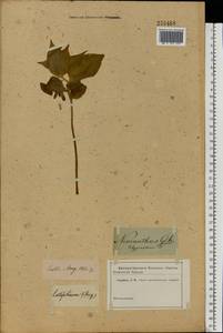Polygonatum latifolium (Jacq.) Desf., Eastern Europe, Moscow region (E4a) (Russia)