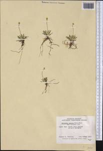 Tofieldia pusilla (Michx.) Pers., America (AMER) (Canada)