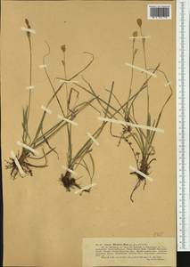 Carex michelii Host, Western Europe (EUR) (Switzerland)