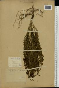 Bassia scoparia (L.) A. J. Scott, Eastern Europe (no precise locality) (E0)