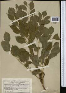 Fraxinus angustifolia subsp. syriaca (Boiss.) Yalt., Middle Asia, Western Tian Shan & Karatau (M3) (Kyrgyzstan)