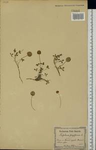 Trifolium fragiferum L., Eastern Europe, North Ukrainian region (E11) (Ukraine)
