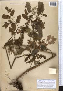 Chaerophyllum aureum L., Caucasus, Georgia (K4) (Georgia)