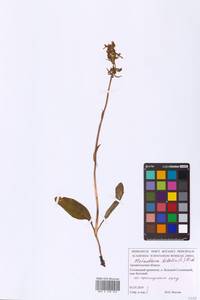 Platanthera bifolia (L.) Rich., Eastern Europe, Northern region (E1) (Russia)