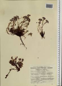 Hylotelephium cyaneum (Rudolph) H. Ohba, Siberia, Chukotka & Kamchatka (S7) (Russia)
