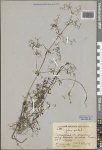 Galium palustre L., Eastern Europe, Lower Volga region (E9) (Russia)