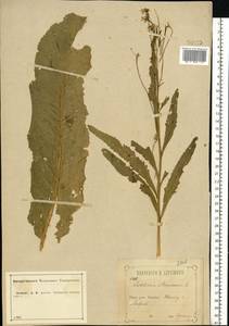 Armoracia rusticana P.Gaertn., B.Mey. & Scherb., Eastern Europe, Central forest-and-steppe region (E6) (Russia)
