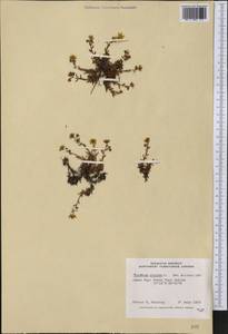 Saxifraga aizoides L., America (AMER) (Canada)