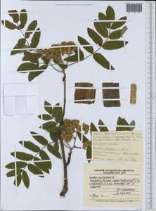 Sorbus aucuparia L., Eastern Europe, Middle Volga region (E8) (Russia)