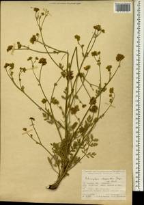 Echinophora chrysantha Freyn & Sint., South Asia, South Asia (Asia outside ex-Soviet states and Mongolia) (ASIA) (Turkey)