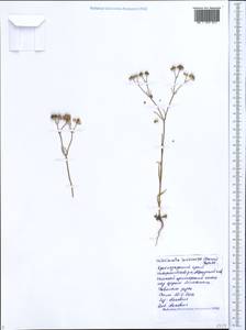 Valerianella lasiocarpa (Stev.) Betcke, Caucasus, Black Sea Shore (from Novorossiysk to Adler) (K3) (Russia)