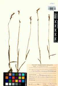 Spiranthes australis (R.Br.) Lindl., Siberia, Baikal & Transbaikal region (S4) (Russia)