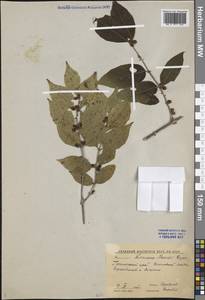 Lonicera maackii (Rupr.) Maxim., Siberia, Russian Far East (S6) (Russia)