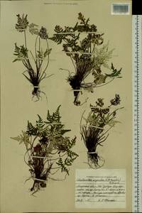 Aleuritopteris argentea (S. G. Gmel.) Fée, Siberia, Russian Far East (S6) (Russia)