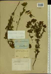 Chamaecytisus austriacus (L.) Link, Eastern Europe, South Ukrainian region (E12) (Ukraine)
