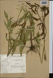 Sium latifolium L., Western Europe (EUR) (Denmark)