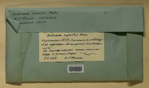 Andreaea rupestris Hedw., Bryophytes, Bryophytes - Karelia, Leningrad & Murmansk Oblasts (B4) (Russia)