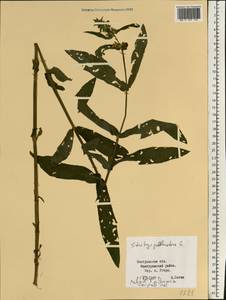 Stachys palustris L., Eastern Europe, Central forest region (E5) (Russia)
