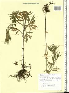 Artemisia dubia Wall. ex Besser, Eastern Europe, Middle Volga region (E8) (Russia)