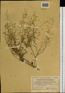 Chorispora sibirica (L.) DC., Siberia, Central Siberia (S3) (Russia)